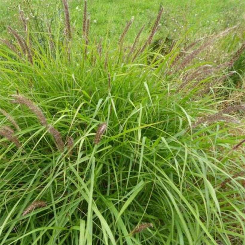 Pennisetum incomptum - Herbe aux écouvillons. (Plant habit)