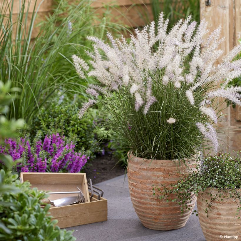Pennisetum orientale JS Dance With Me - Herbe aux écouvillons (Plant habit)