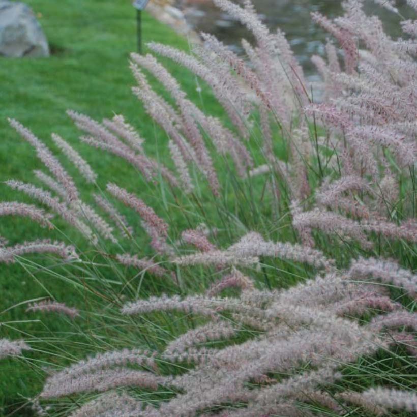 Pennisetum orientale Shogun - Herbe aux écouvillons (Flowering)