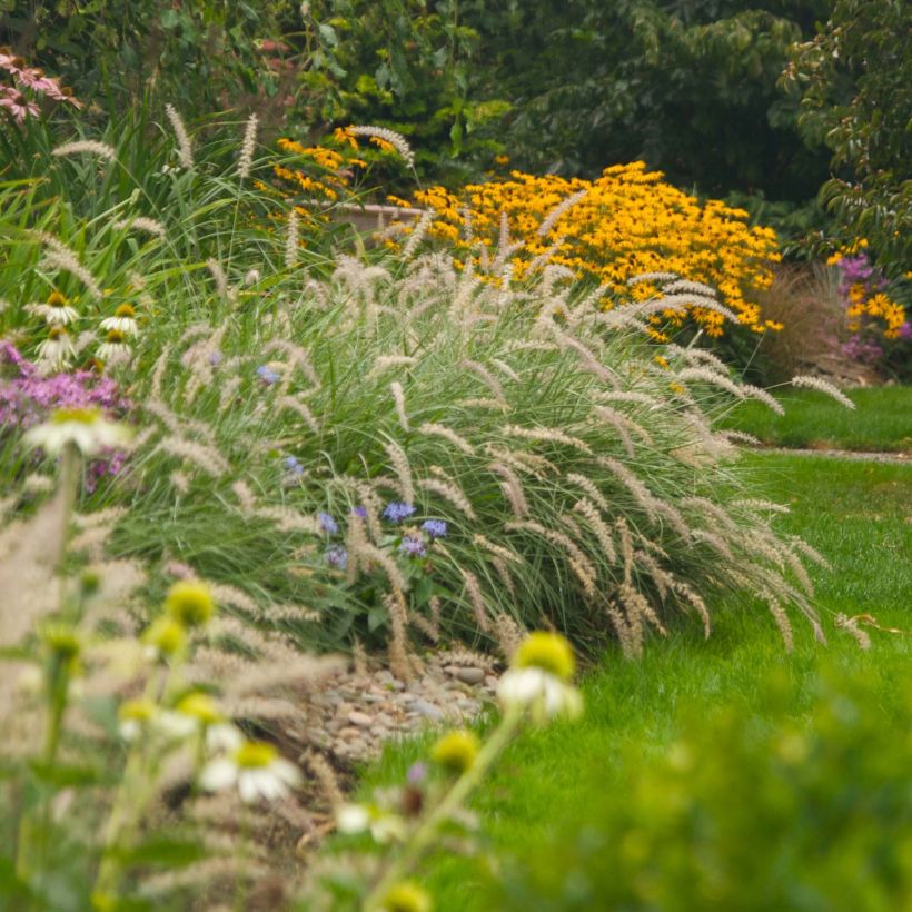 Pennisetum orientale Shogun - Herbe aux écouvillons (Plant habit)