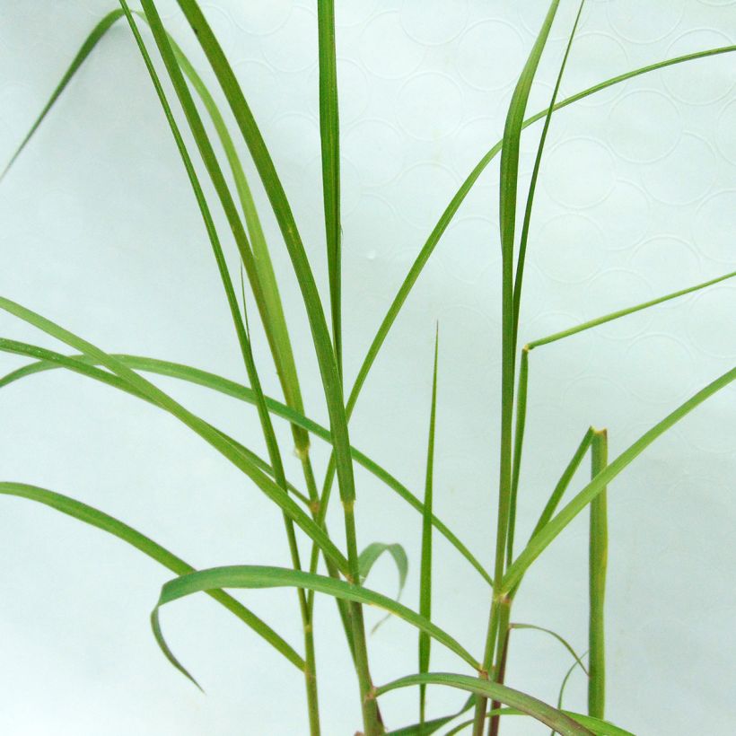 Pennisetum orientale Shogun - Herbe aux écouvillons (Foliage)