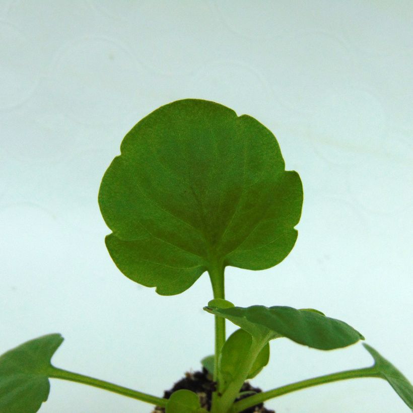 Pensée BIG VIOLET WHITE (Foliage)