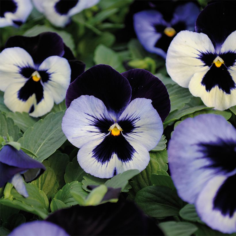Pensée BIG VIOLET WHITE (Flowering)