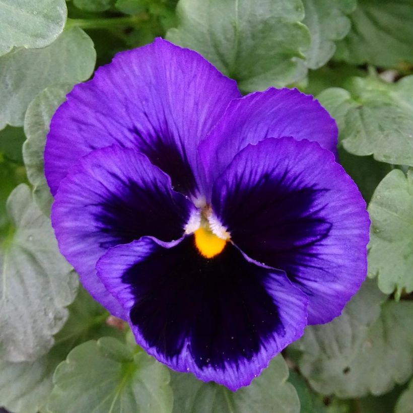 Pensée Carrera Blue With Blotch Mini-motte (Flowering)