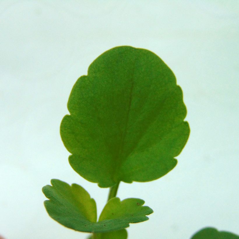 Pensée Matrix Cassis F1  (Foliage)