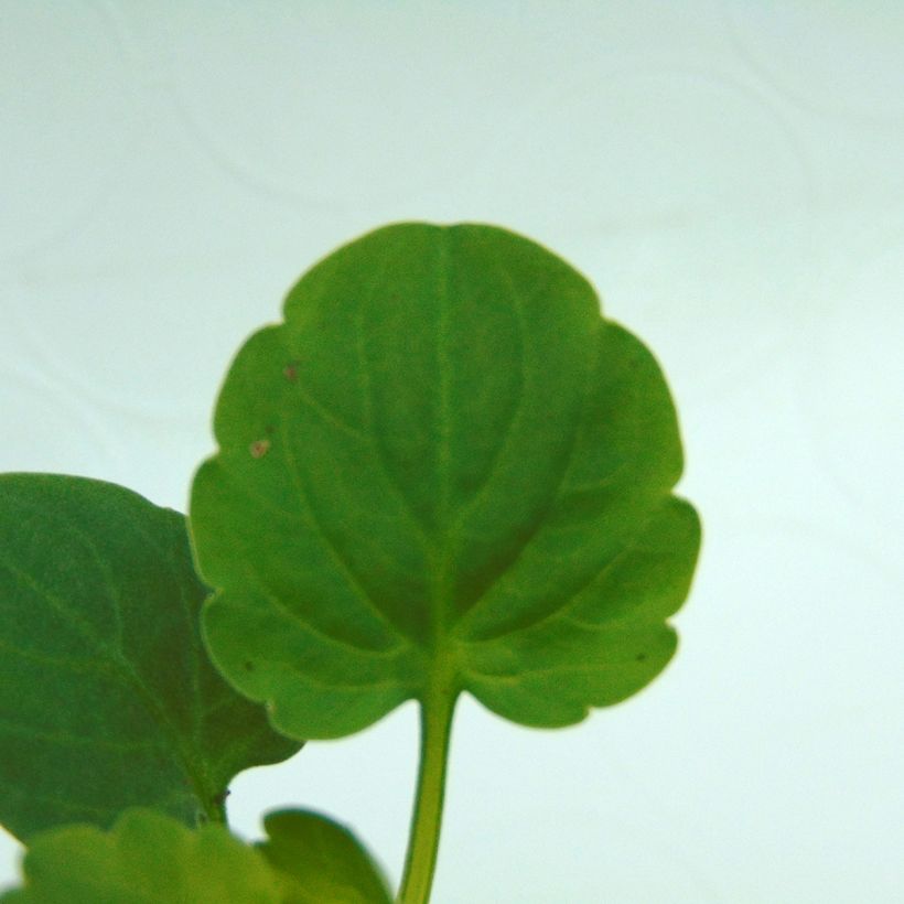 Pensée Matrix Deep Blue Blotch Mini-motte (Foliage)