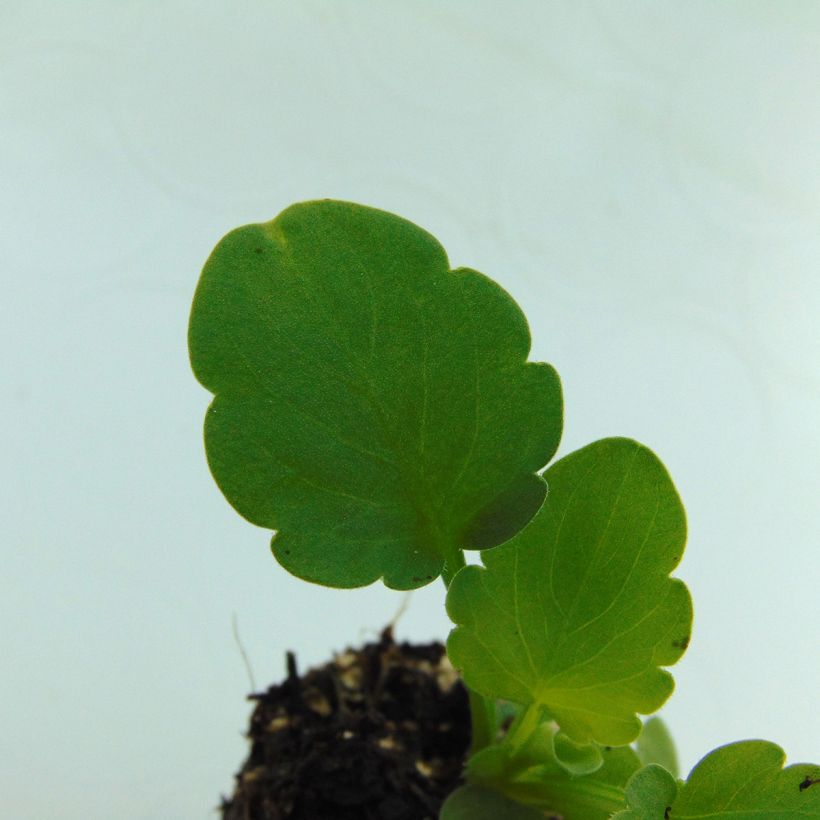 Pensée Matrix Lemon Clear (Foliage)