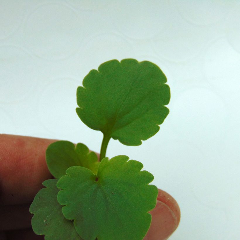 Pensée Matrix Rose  (Foliage)