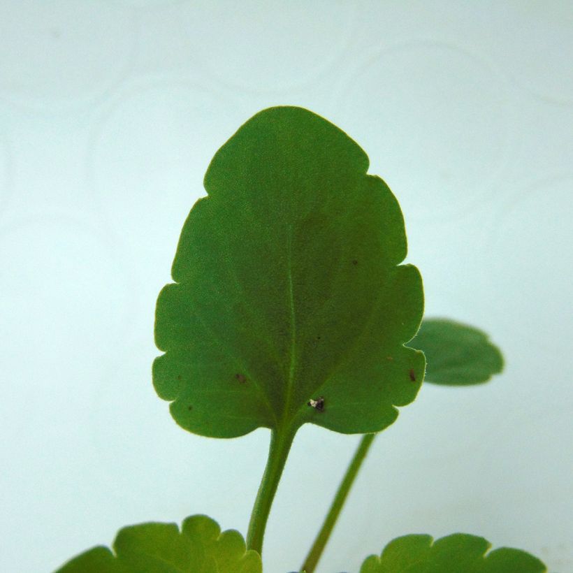 Pensée Matrix White  (Foliage)