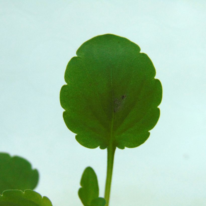 Pensée retombante Cool Wave® Blue Skies Mini-motte - Viola wittrockiana  (Foliage)