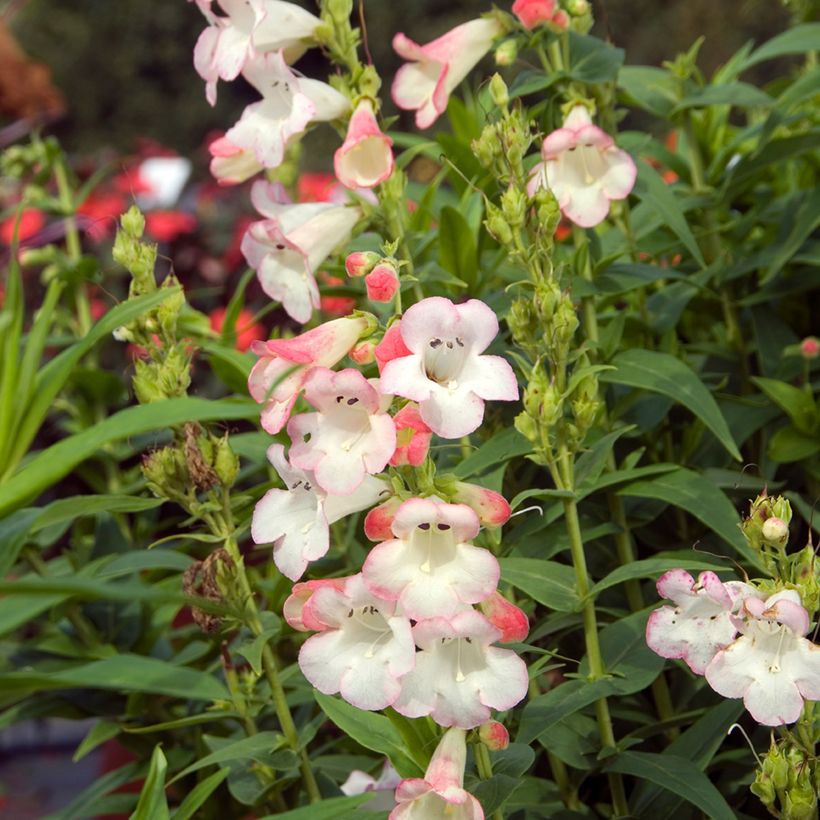 Penstemon Apple Blossom - Galane (Flowering)
