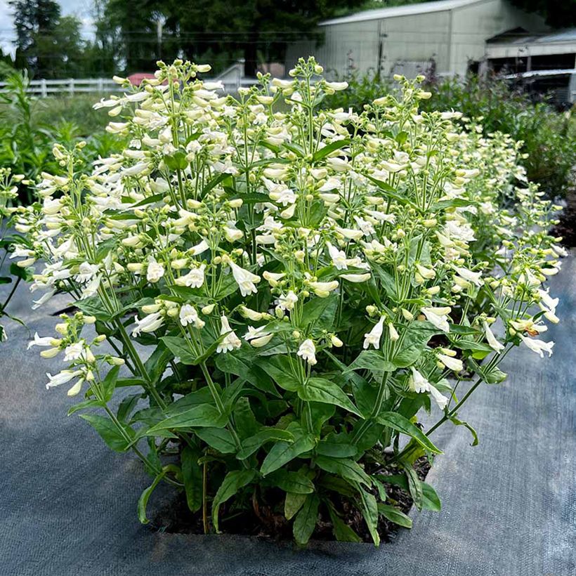Penstemon Nova Pearl - Galane (Plant habit)