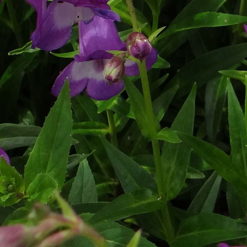 Penstemon Pensham Czar - Galane (Foliage)