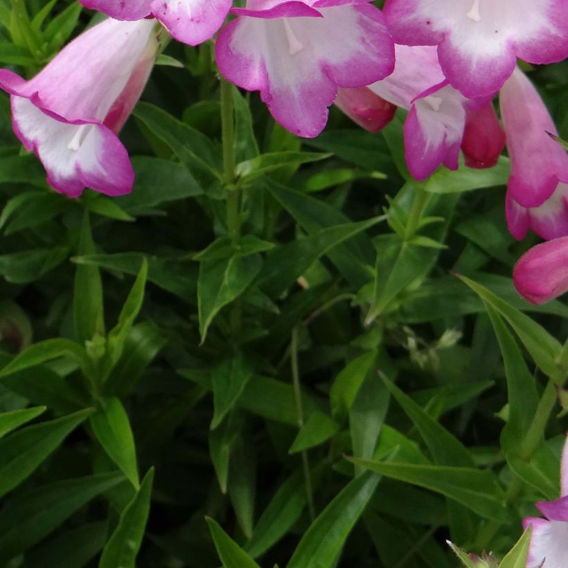 Penstemon Pensham Laura - Galane (Foliage)