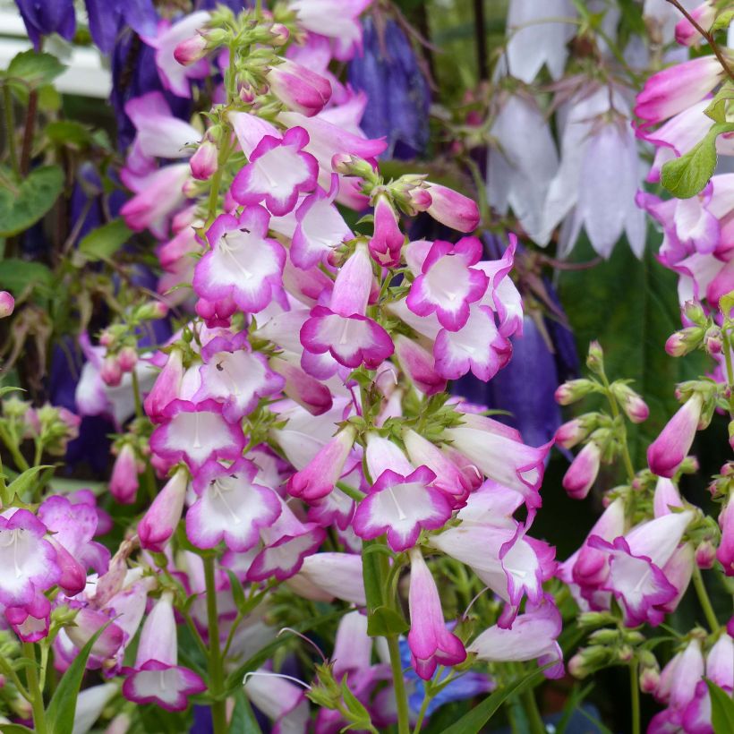 Penstemon Pensham Laura - Galane (Flowering)