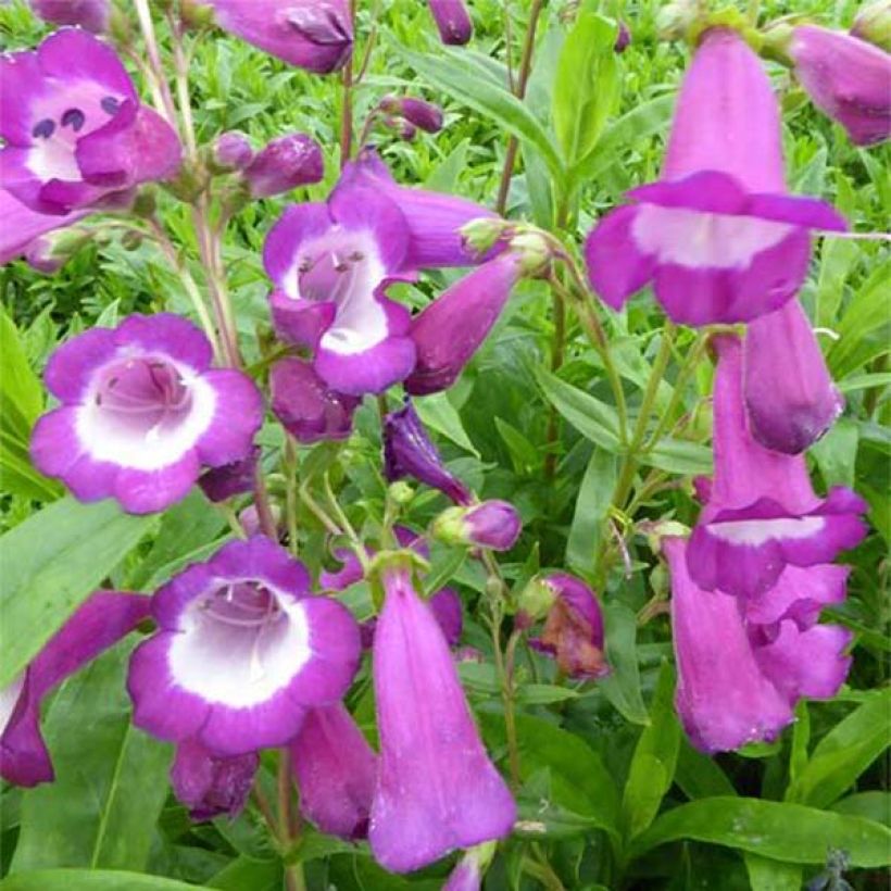 Penstemon Purple Passion - Galane  (Flowering)