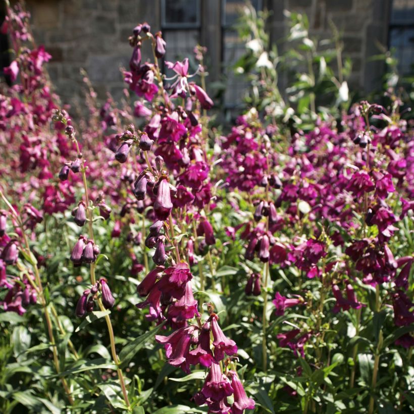 Penstemon Raven - Galane (Flowering)