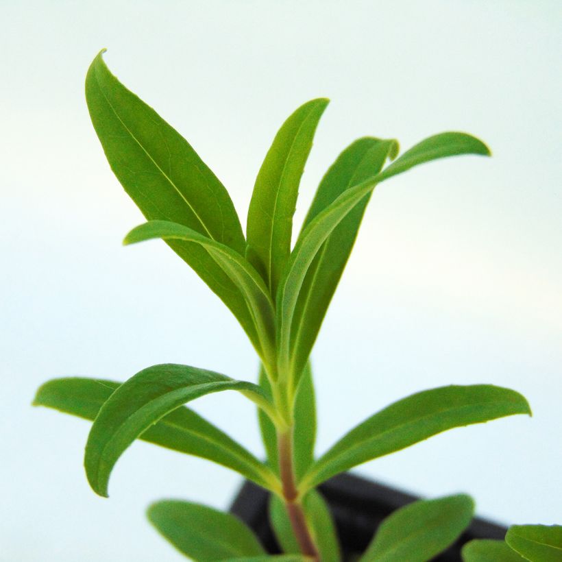 Penstemon Rich Ruby - Galane (Foliage)