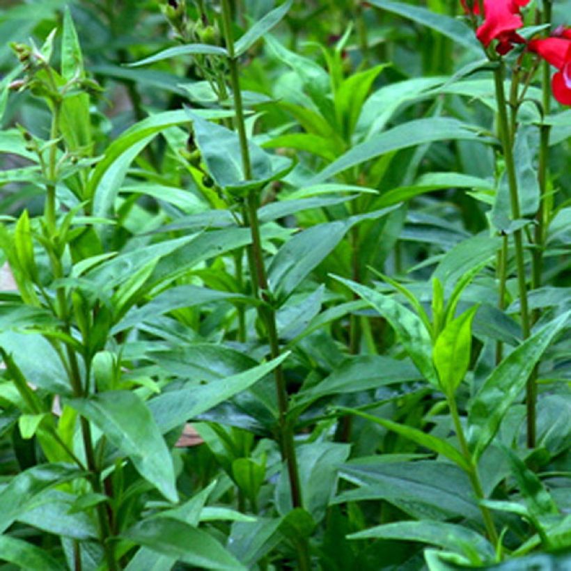 Penstemon hybride Rubicundus - Galane (Foliage)