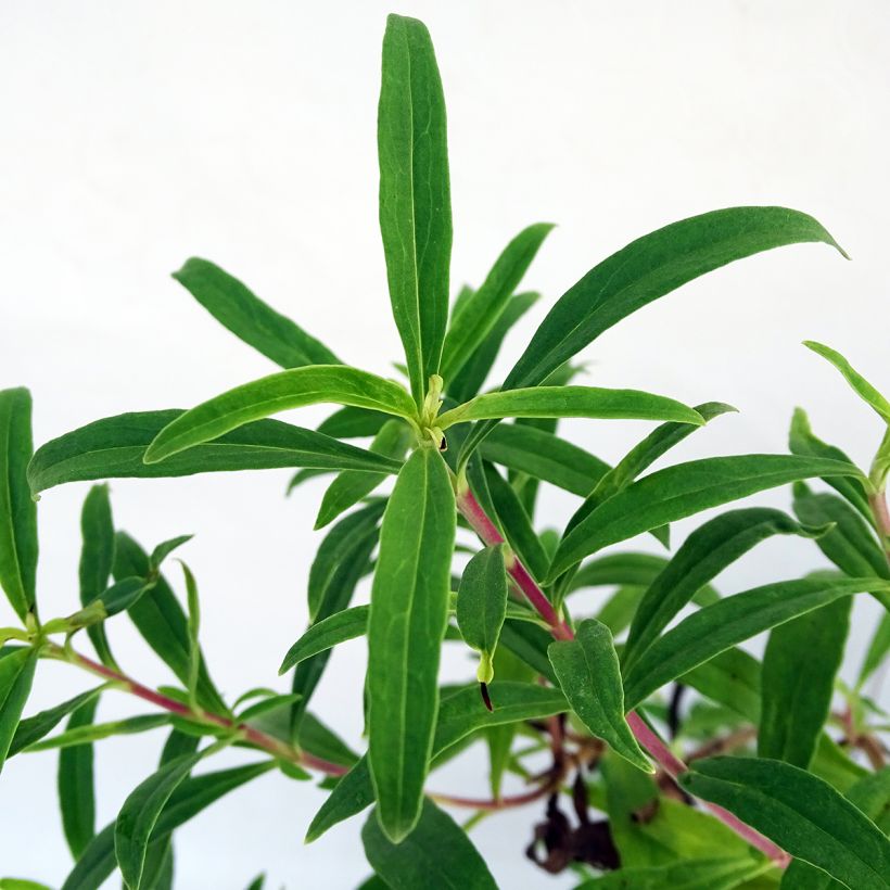 Penstemon Souvenir d'Adrien Régnier - Galane (Foliage)