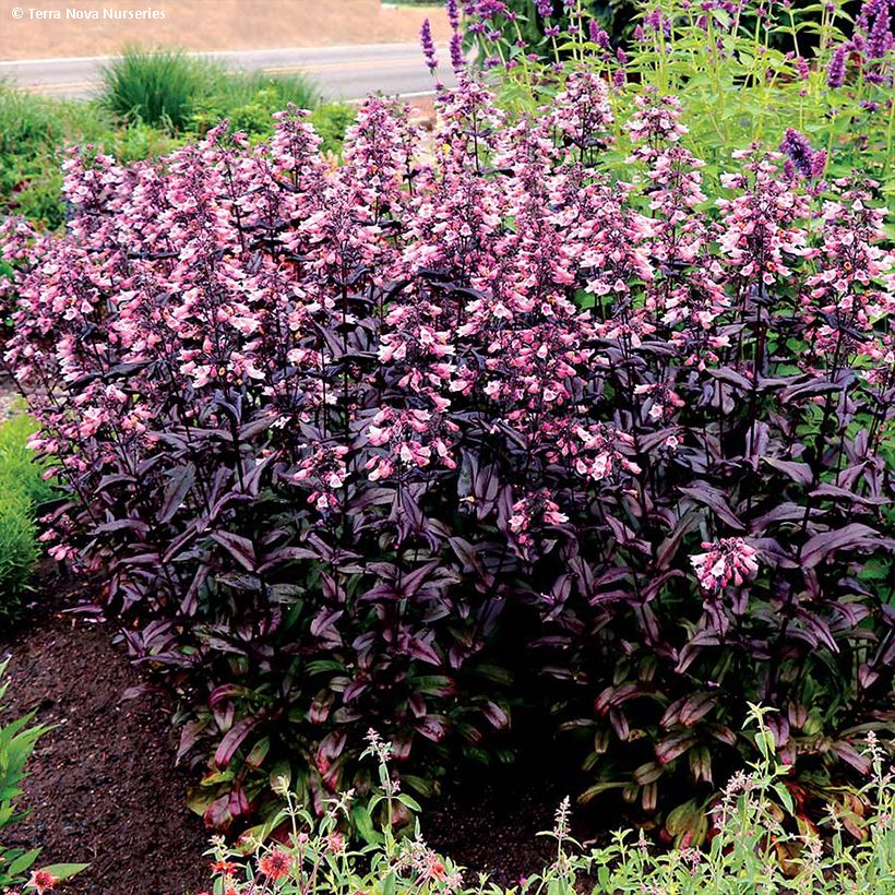 Penstemon digitalis Dakota Burgundy (Plant habit)