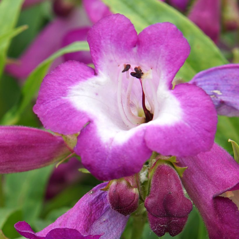 Penstemon hybride Countess of Dalkeith - Galane (Flowering)
