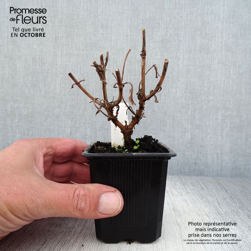 Example of Penstemon hybride Gloire des Quatre Rues - Galane Godet de 8/9 cm as you get in automne
