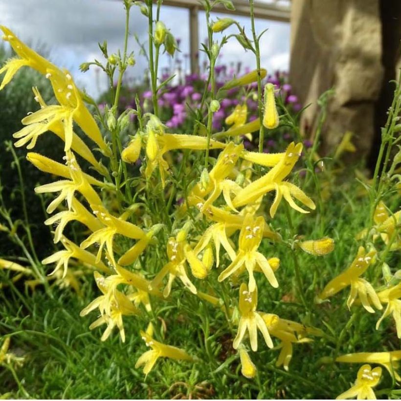 Penstemon pinifolius Mersea Yellow - Galane à feuilles de pin (Flowering)
