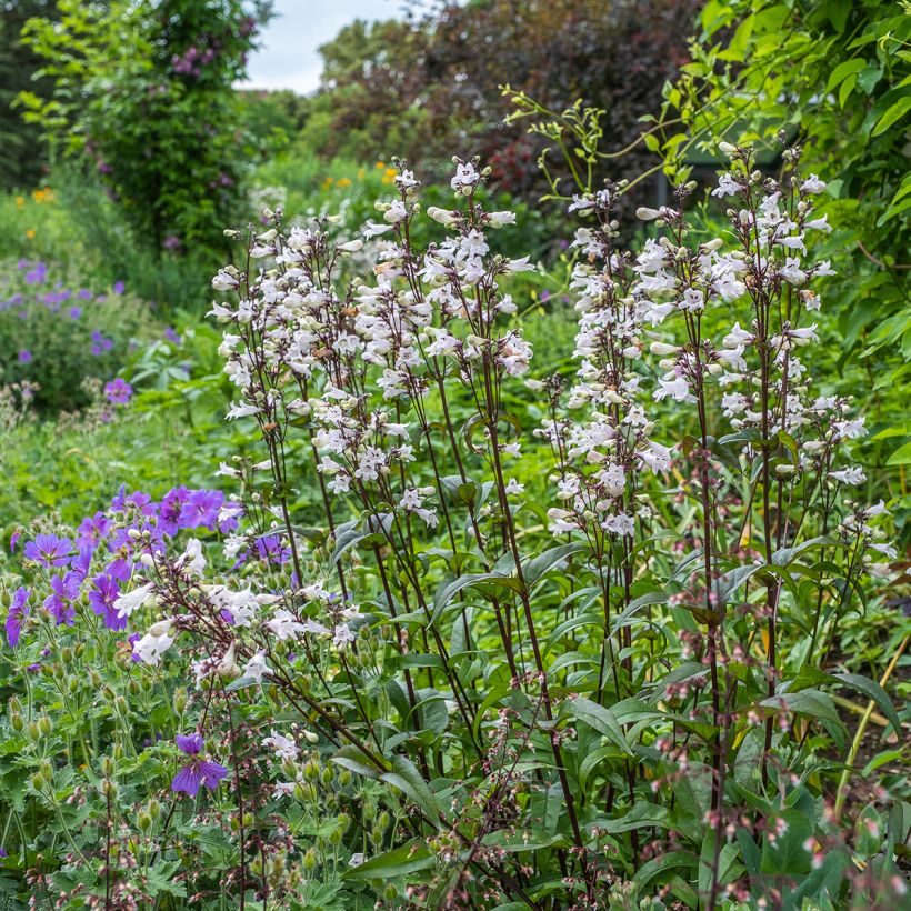 Graines de Penstemon digitalis Husker Red - Galane (Plant habit)