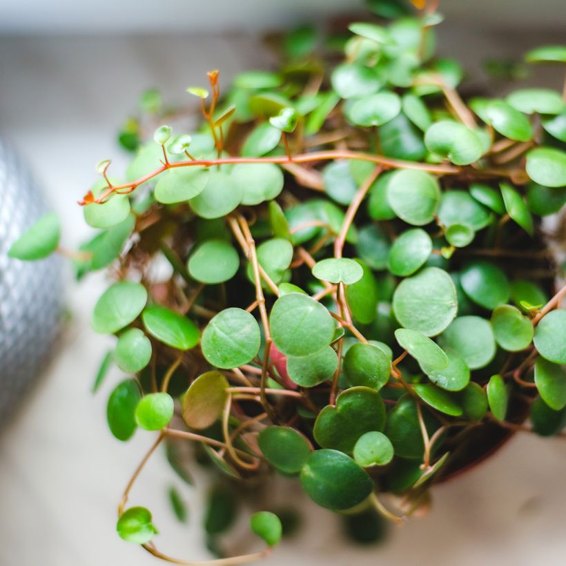 Peperomia Pepperspot (Foliage)