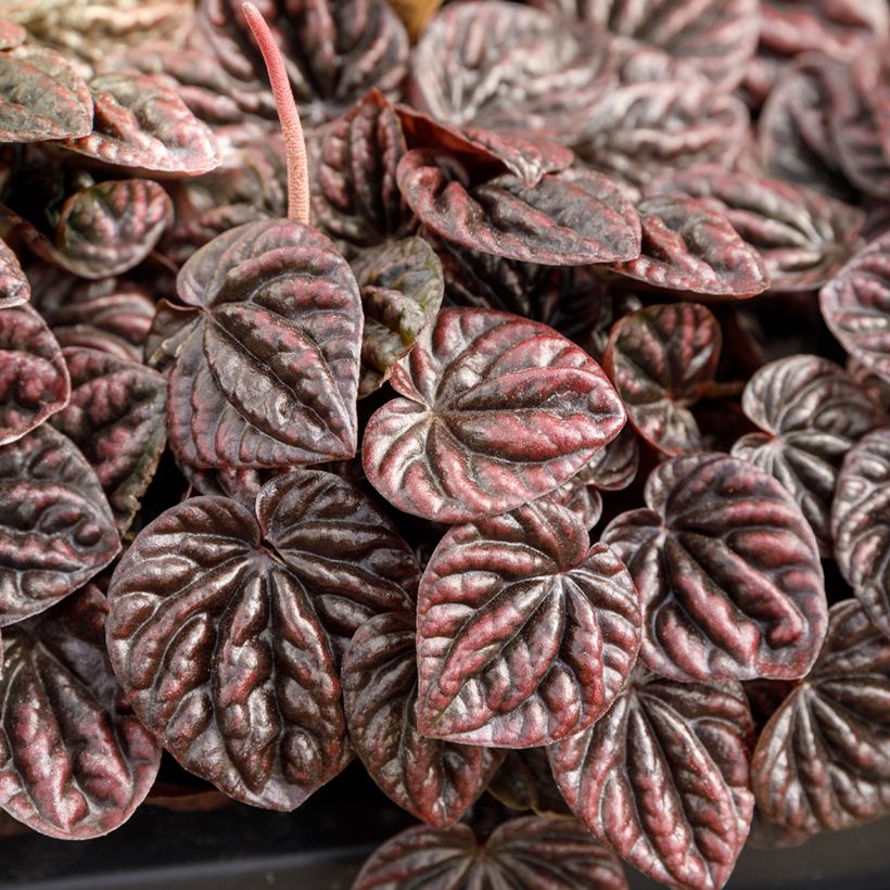 Peperomia caperata Luna (Foliage)