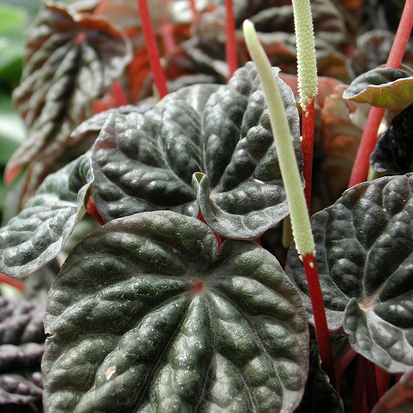 Peperomia caperata Montevideo (Flowering)