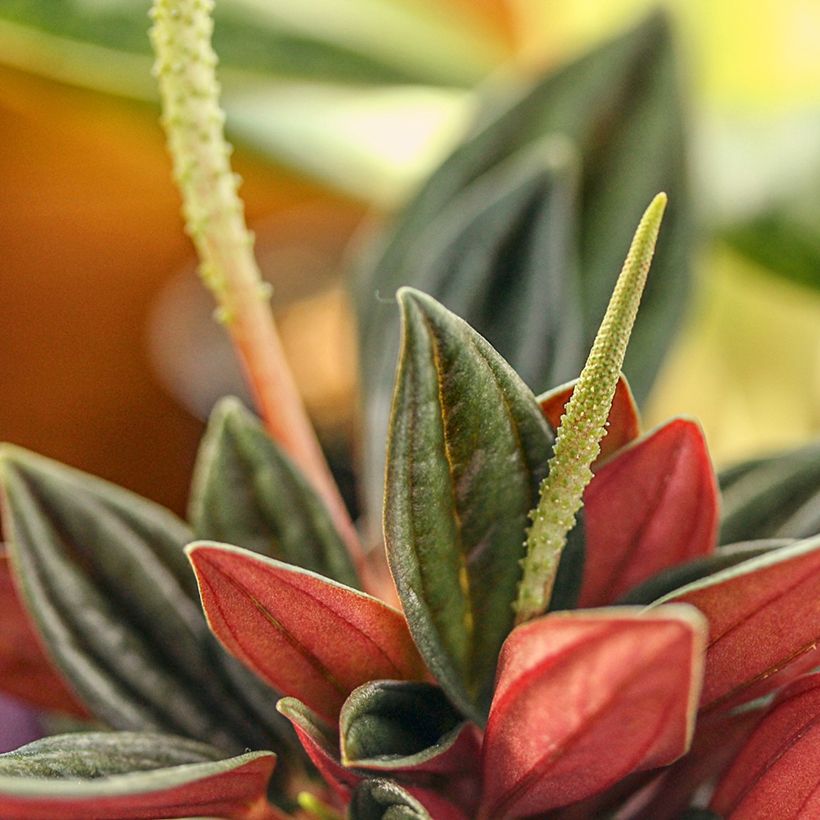 Peperomia caperata Rosso (Flowering)