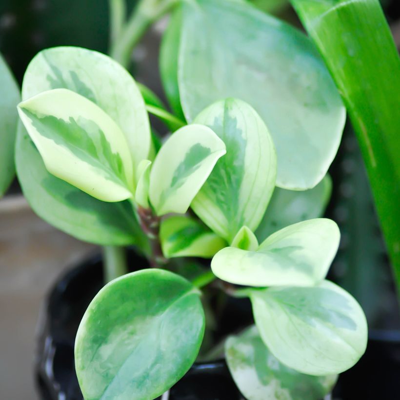 Peperomia obtusifolia Bicolor (Foliage)