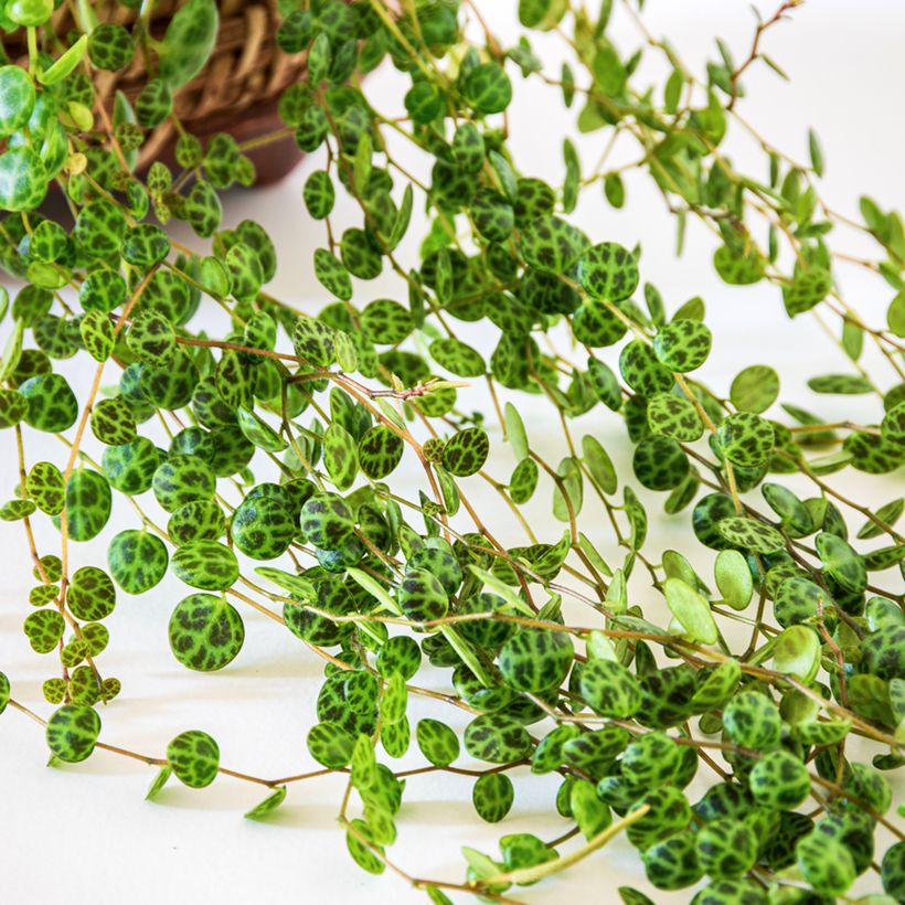 Peperomia prostrata (Foliage)