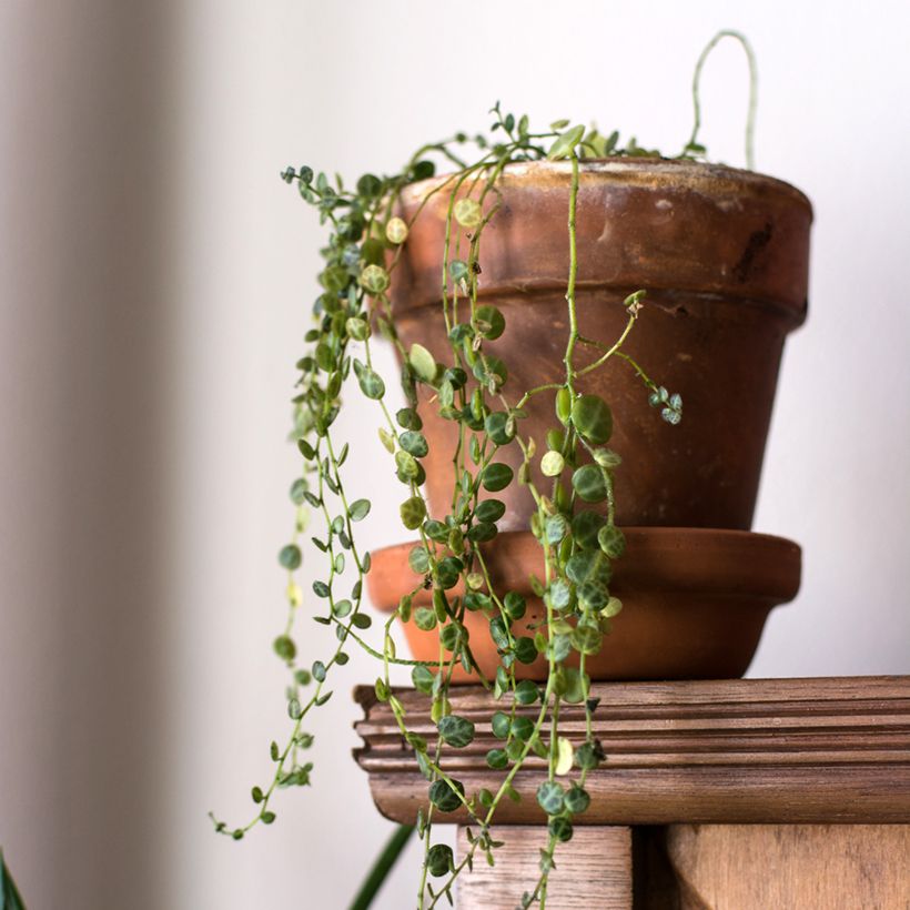 Peperomia prostrata (Plant habit)