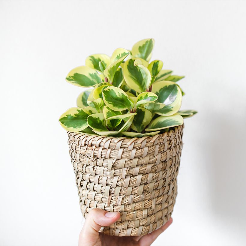 Peperomia obtusifolia USA (Plant habit)