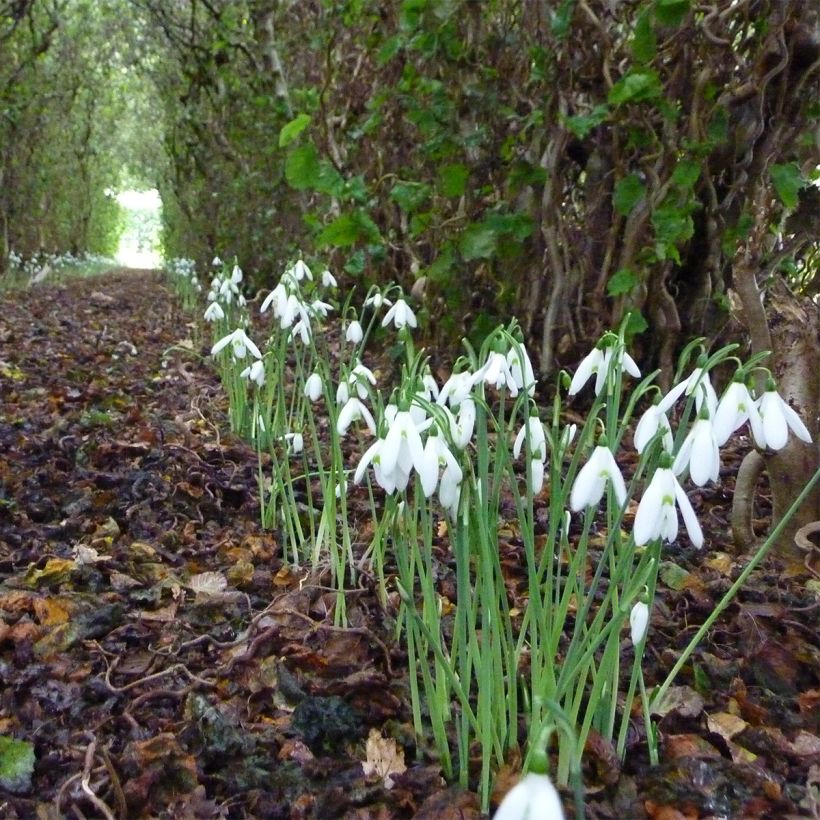 Galanthus reginae-olgae- Perce-neige (Plant habit)