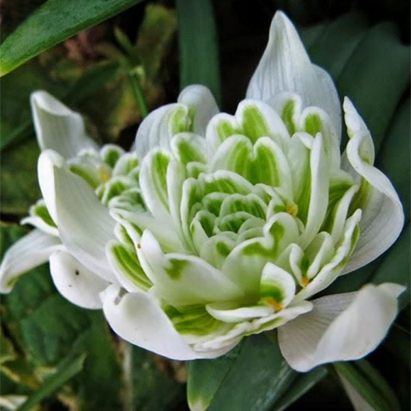 Perce-neige double - Galanthus nivalis Flore Pleno (Flowering)
