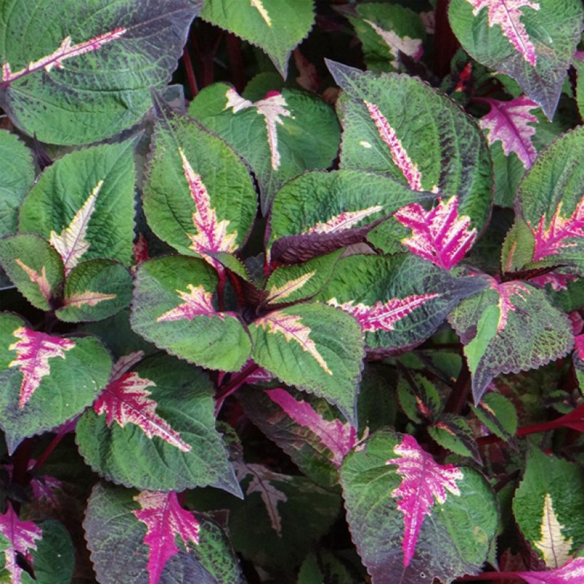 Perilla Magilla Purple - Pérille de Nankin (Flowering)