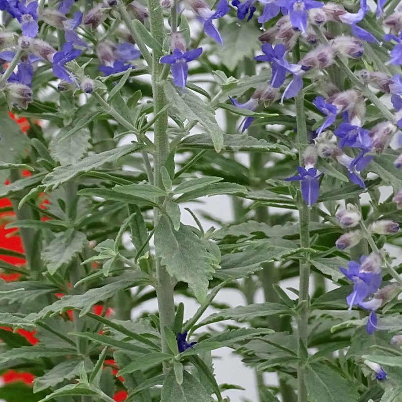 Perovskia atriplicifolia Prime time - Sauge d'Afghanistan (Foliage)
