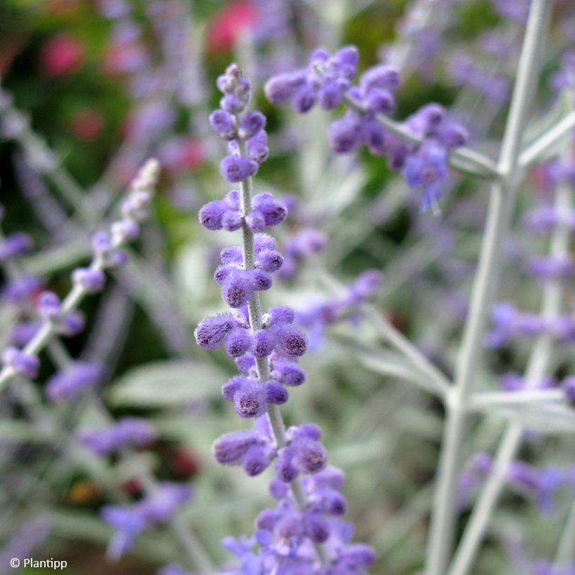 Perovskia Silvery Blue - Sauge d'Afghanistan (Flowering)