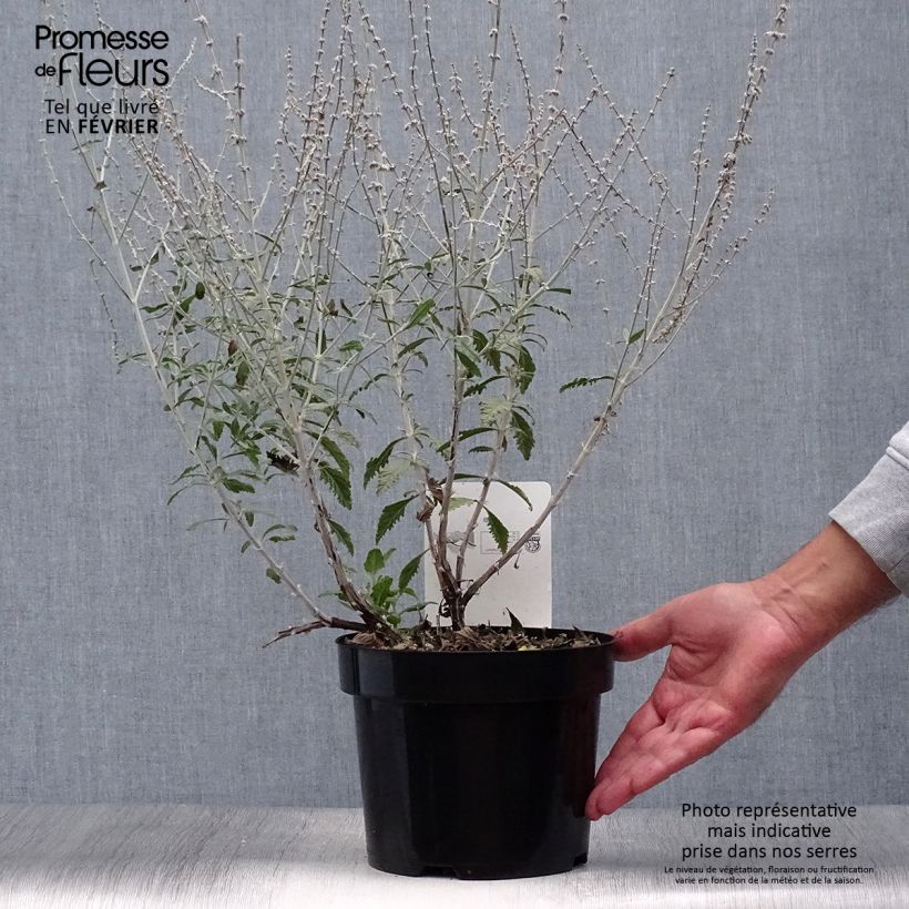 Example of Perovskia Silvery Blue - Sauge d'Afghanistan Pot de 3L/4L as you get in automne