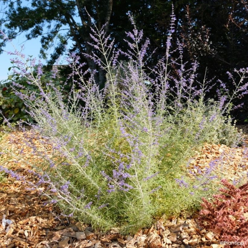 Perovskia atriplicifolia Feathery Blue - Sauge d'Afghanistan (Plant habit)
