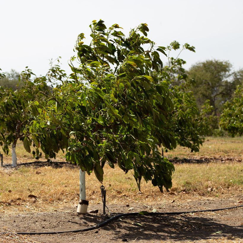 Persea americana Hass - Avocatier (Plant habit)
