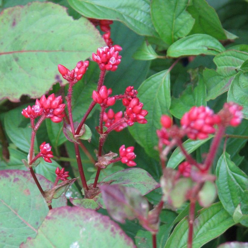 Renouée - Persicaire Indian Summer (Flowering)