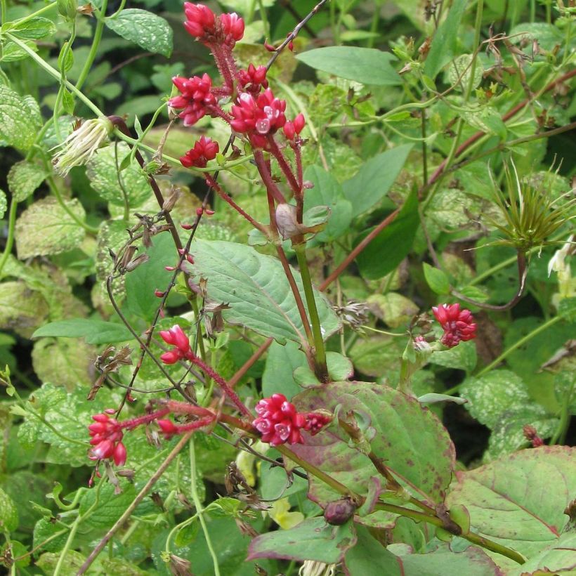 Renouée - Persicaire Indian Summer (Plant habit)