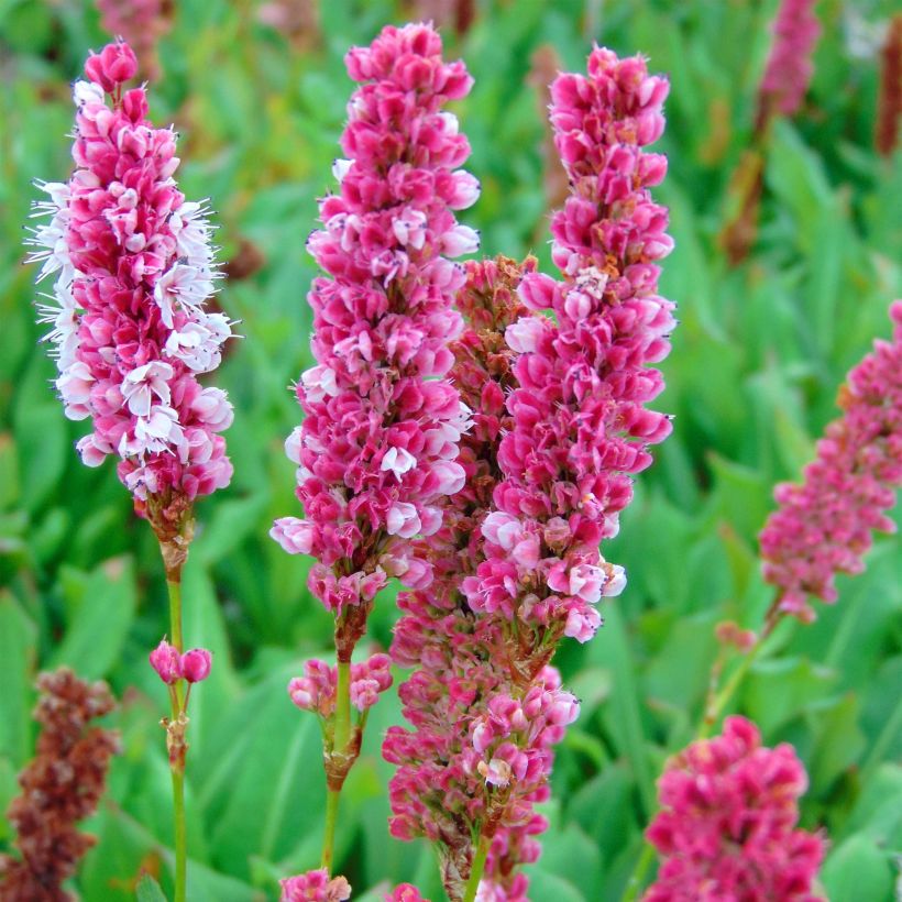 Renouée - Persicaria affinis Kabouter (Flowering)