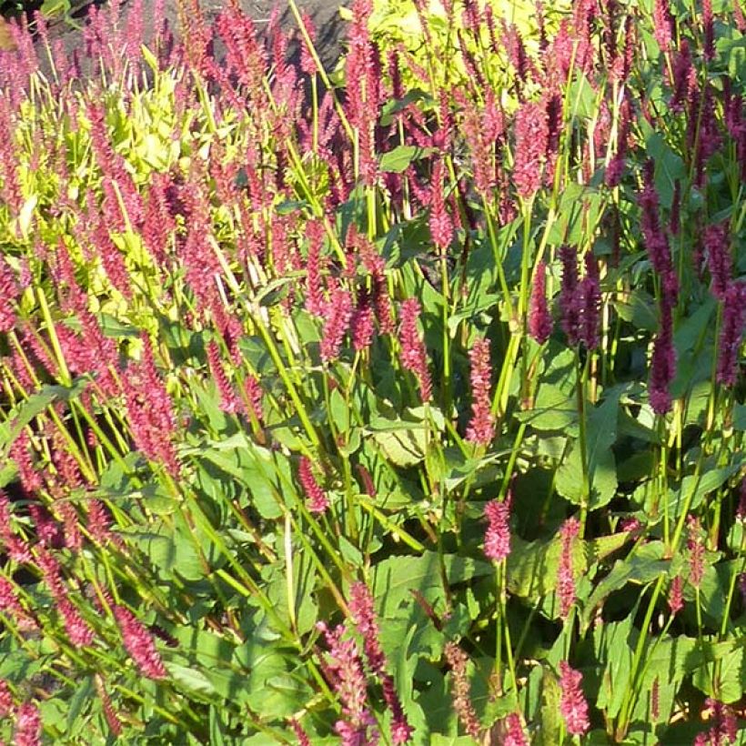 Renouée - Persicaria amplexicaulis JS Delgado Macho (Flowering)
