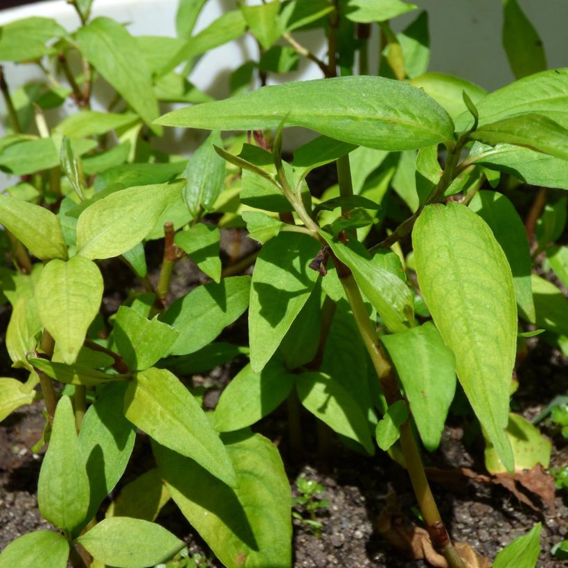 Coriandre vietnamienne - Persicaria odorata en plants (Foliage)
